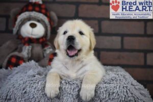 Image of Snowy, a Golden Retriever puppy
