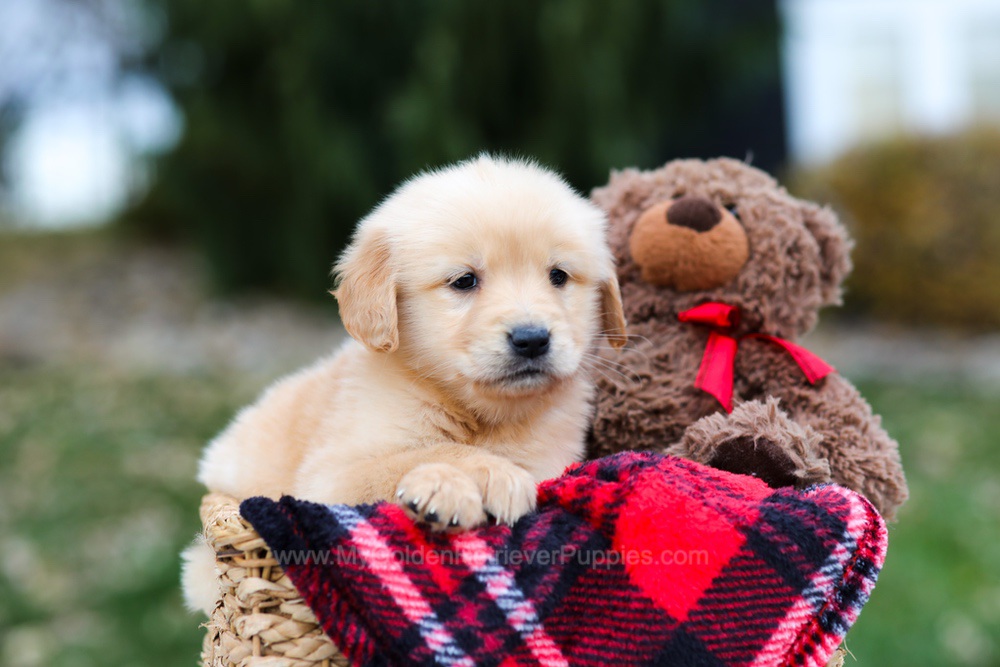 Spice Image of Spice, a Golden Retriever puppy