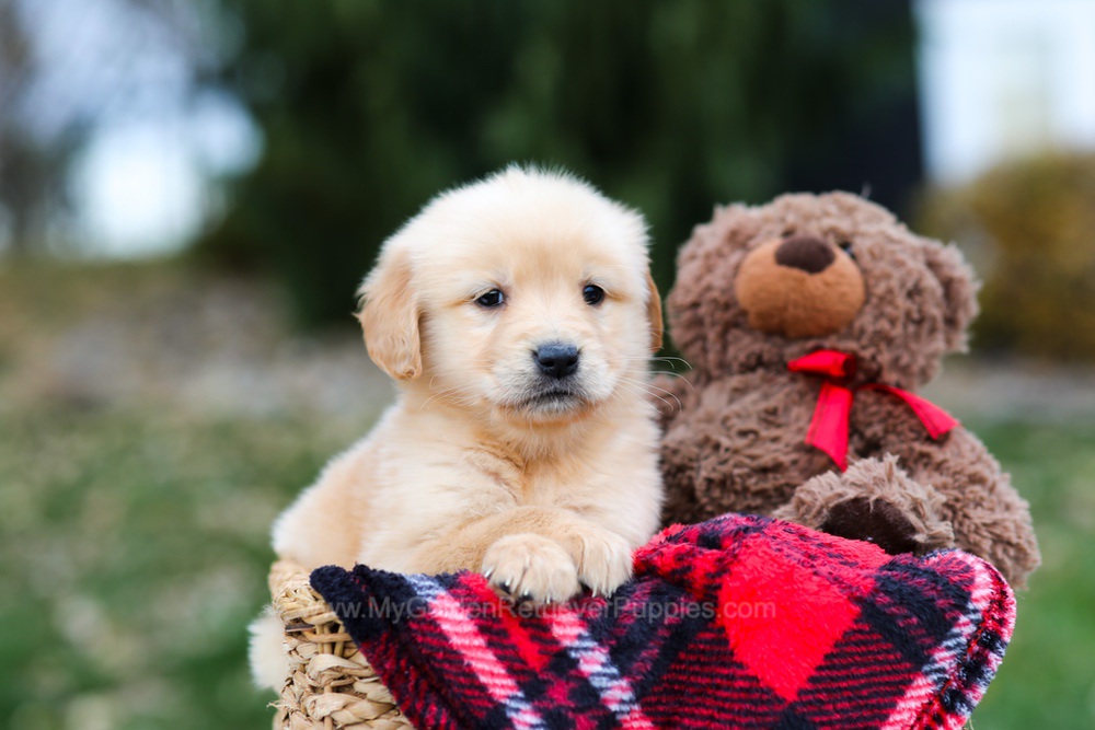 Spice Image of Spice, a Golden Retriever puppy