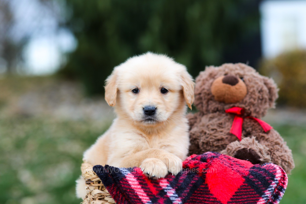 Spice Image of Spice, a Golden Retriever puppy