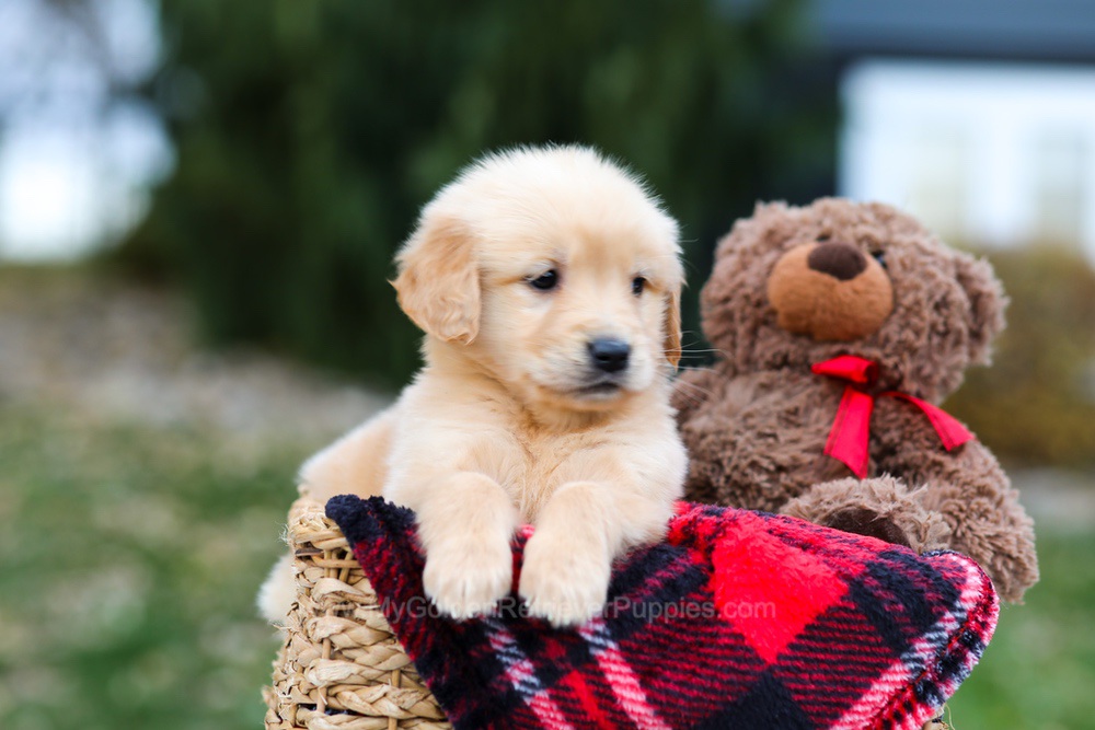 Spice Image of Spice, a Golden Retriever puppy