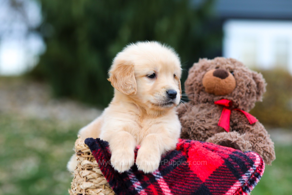 Spice Image of Spice, a Golden Retriever puppy
