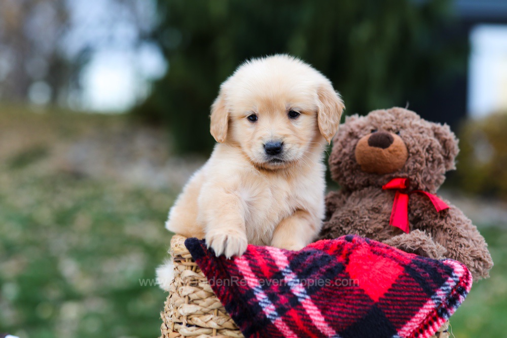 Spice Image of Spice, a Golden Retriever puppy