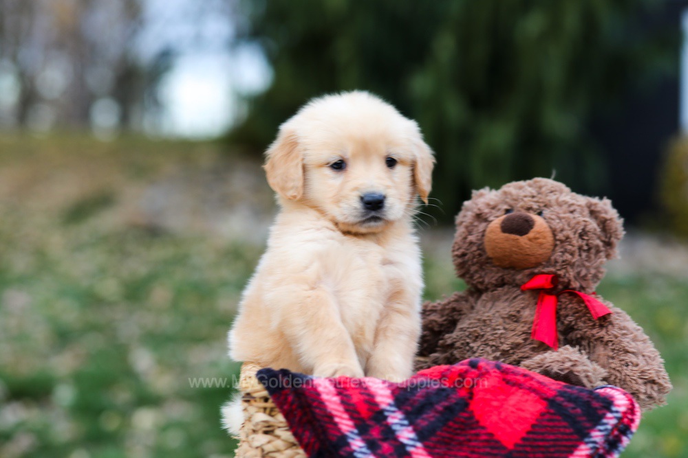 Spice Image of Spice, a Golden Retriever puppy