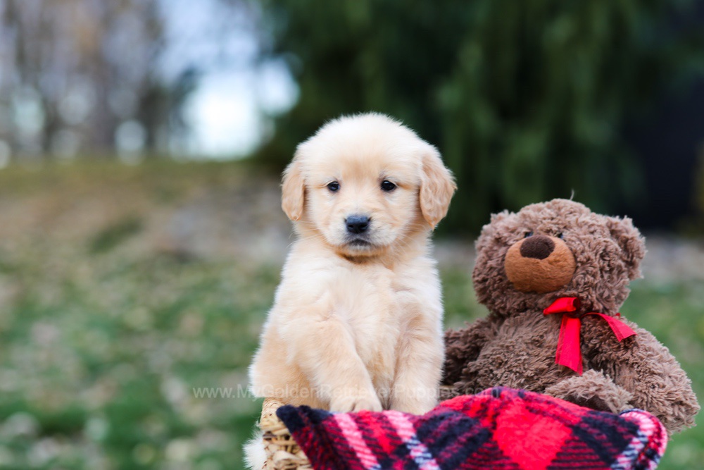 Spice Image of Spice, a Golden Retriever puppy