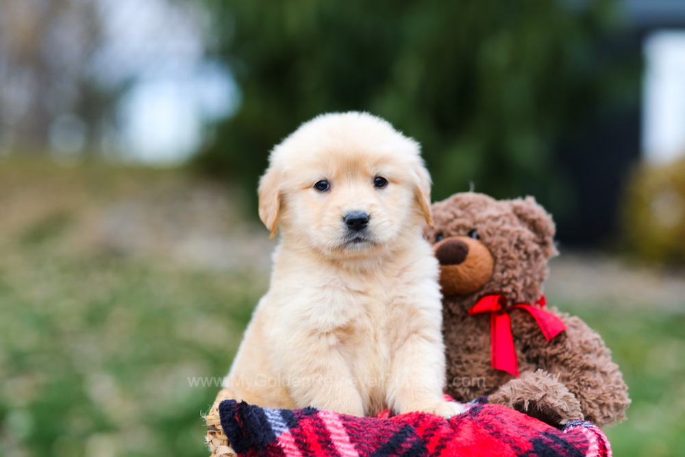 Autumn Image of Autumn, a Golden Retriever puppy