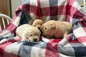 Image of Medium Golden - Dec. 29, a Golden Retriever puppy