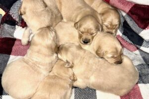 Image of Medium Golden - Jan 5, a Golden Retriever puppy