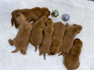Image of Dark Golden 🤎  Jan 5, a Golden Retriever puppy