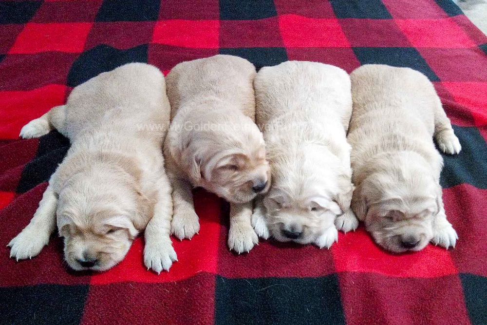 Light Golden π Dec. 15 Image of Light Golden π Dec. 15, a Golden Retriever puppy