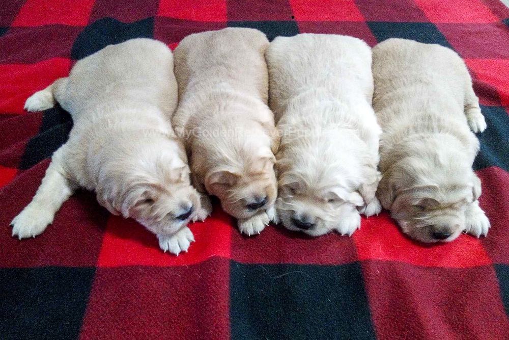 Light Golden π Dec. 15 Image of Light Golden π Dec. 15, a Golden Retriever puppy