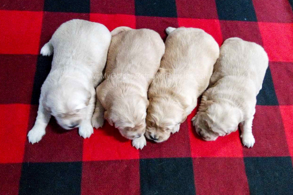 Light Golden π Dec. 15 Image of Light Golden π Dec. 15, a Golden Retriever puppy