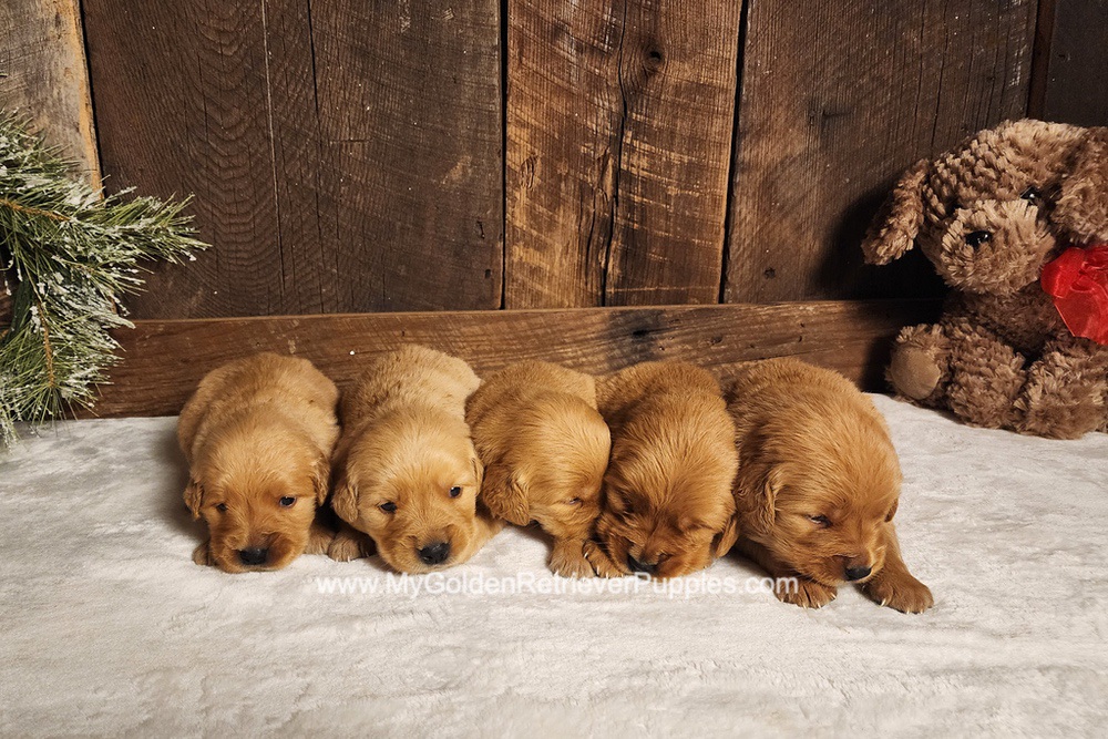 Dark/Red Golden 🤎 Jan 31st Image of Dark/Red Golden 🤎 Jan 31st, a Golden Retriever puppy