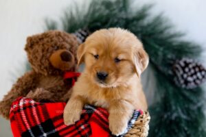 Image of Alexa, a Golden Retriever puppy