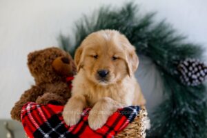Image of Asher, a Golden Retriever puppy