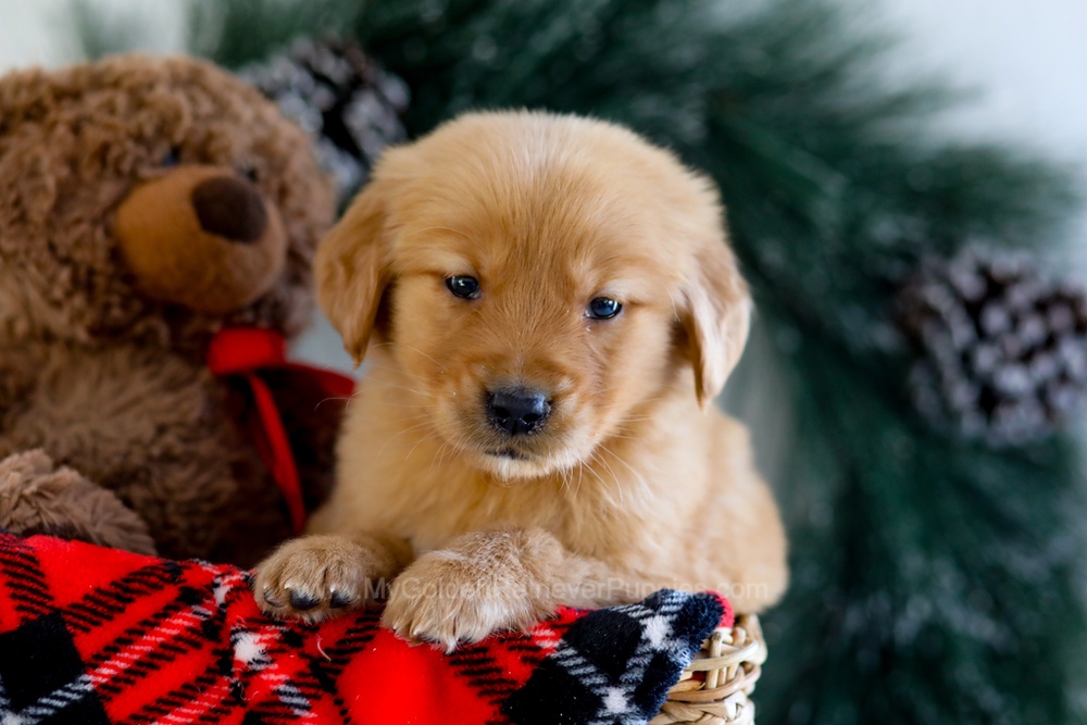 Austin Image of Austin, a Golden Retriever puppy