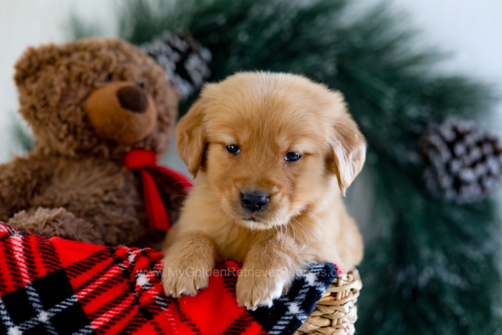 Austin Image of Austin, a Golden Retriever puppy