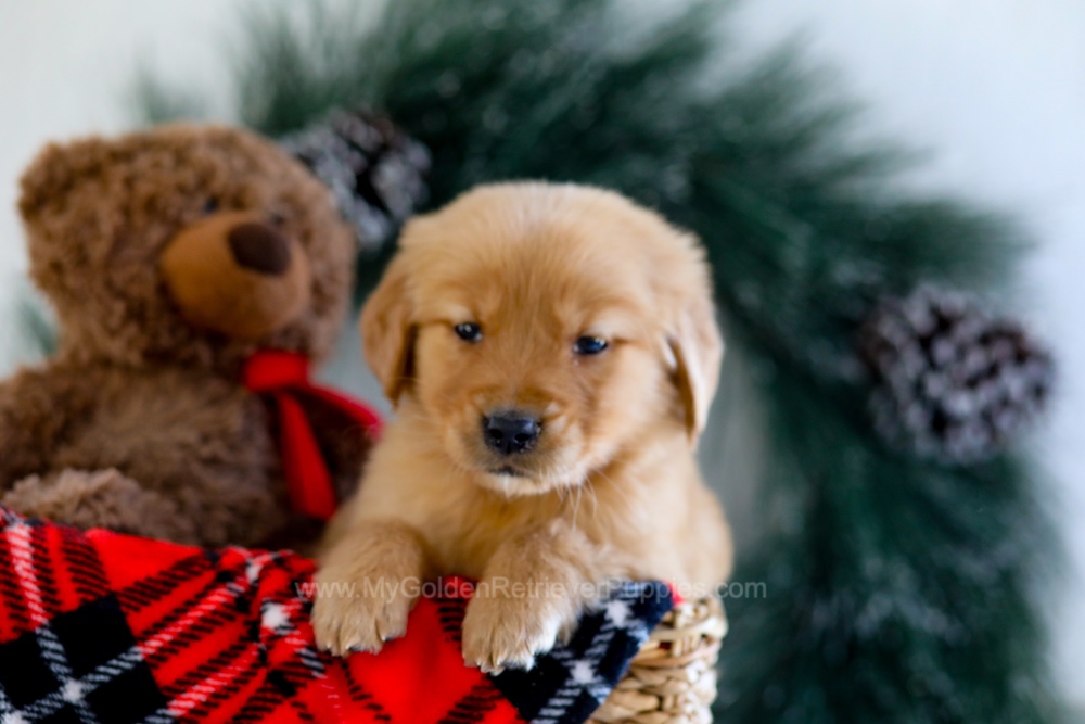 Austin Image of Austin, a Golden Retriever puppy