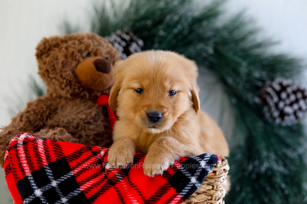 Austin Image of Austin, a Golden Retriever puppy