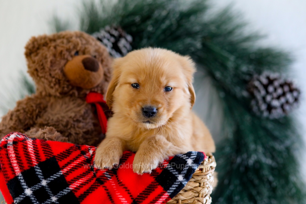 Austin Image of Austin, a Golden Retriever puppy