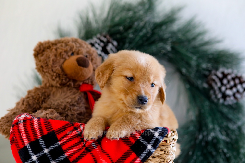 Austin Image of Austin, a Golden Retriever puppy