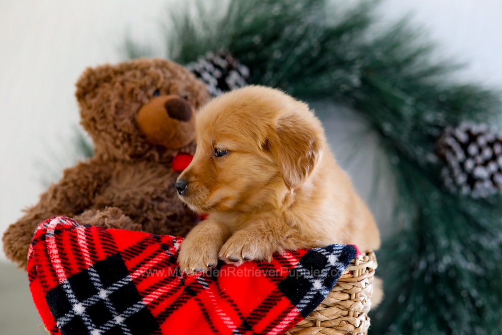 Austin Image of Austin, a Golden Retriever puppy