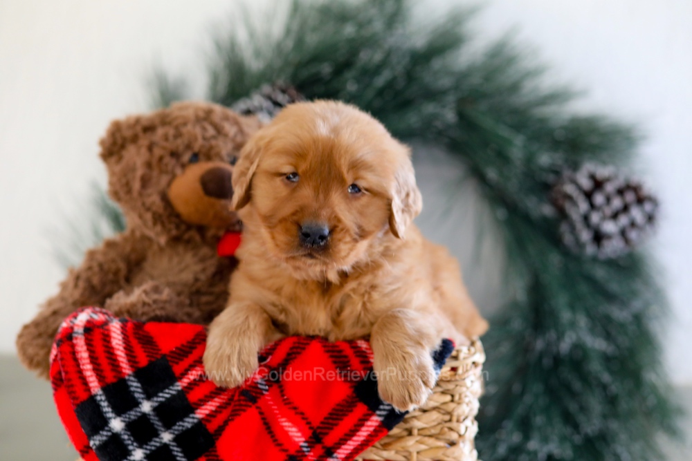 Brenda Image of Brenda, a Golden Retriever puppy