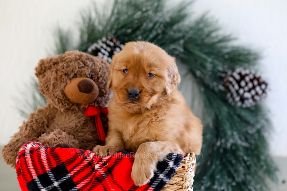 Brenda Image of Brenda, a Golden Retriever puppy