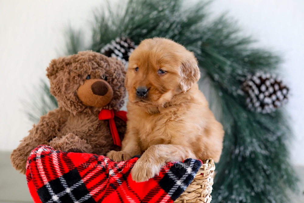 Brenda Image of Brenda, a Golden Retriever puppy