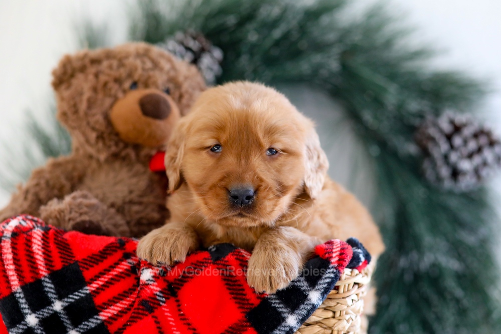 Brenda Image of Brenda, a Golden Retriever puppy