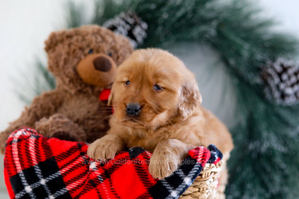 Brenda Image of Brenda, a Golden Retriever puppy