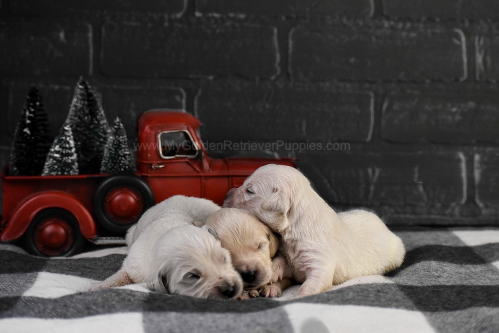 English Creams ๐ Jan 22 Image of English Creams ๐ Jan 22, a Golden Retriever puppy