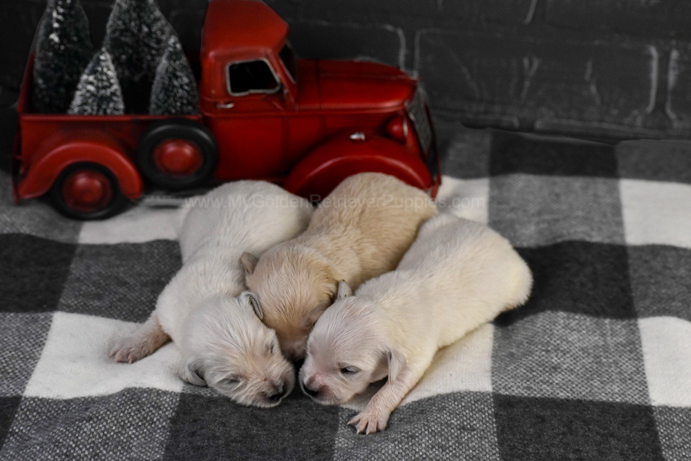 English Creams ๐ Jan 22 Image of English Creams ๐ Jan 22, a Golden Retriever puppy