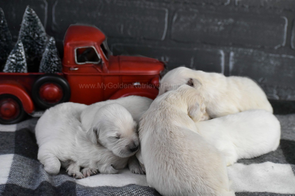 English Creams ๐ Jan 22 Image of English Creams ๐ Jan 22, a Golden Retriever puppy