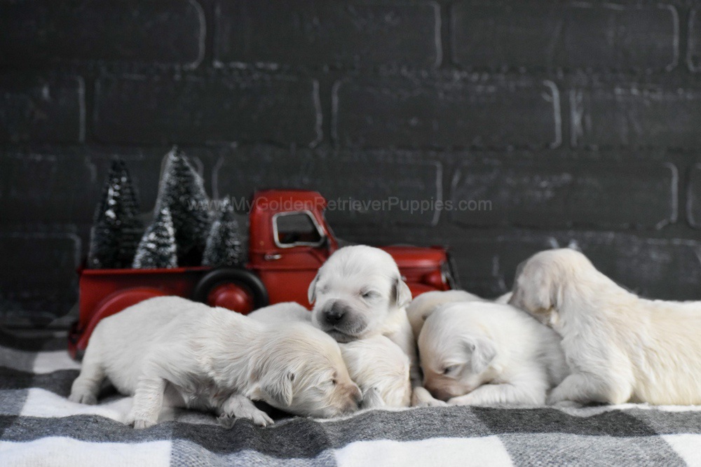 English Creams ๐ Jan 22 Image of English Creams ๐ Jan 22, a Golden Retriever puppy
