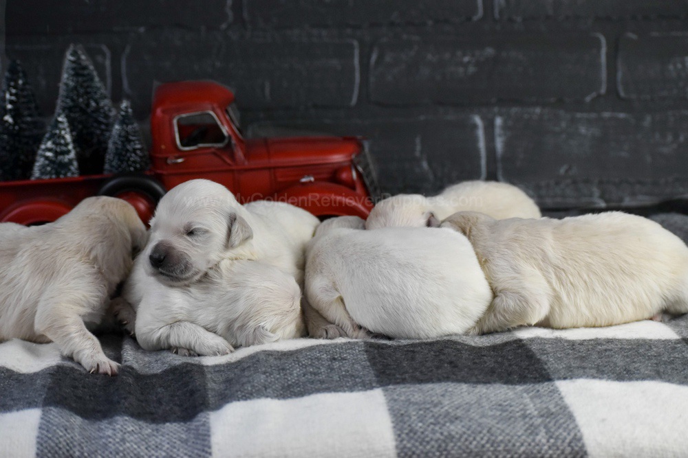 English Creams ๐ Jan 22 Image of English Creams ๐ Jan 22, a Golden Retriever puppy