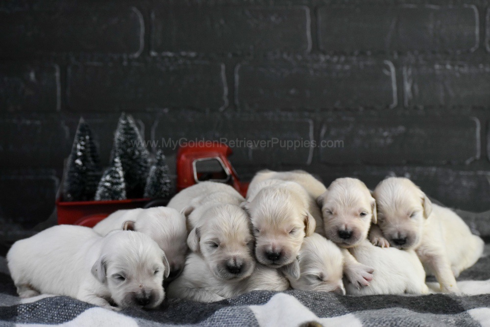 English Creams ๐ Jan 22 Image of English Creams ๐ Jan 22, a Golden Retriever puppy