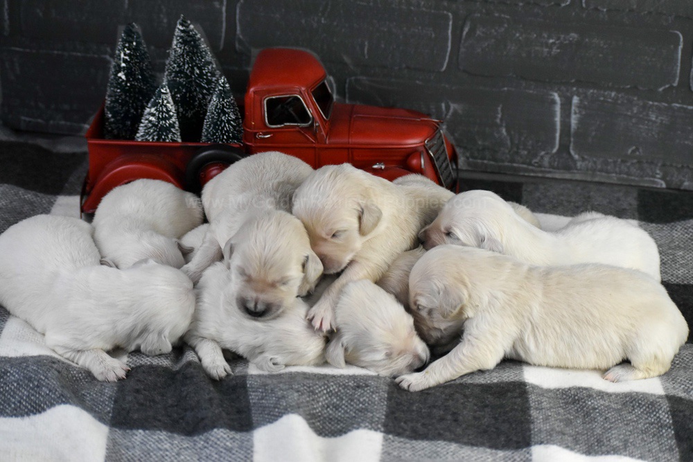 English Creams ๐ Jan 22 Image of English Creams ๐ Jan 22, a Golden Retriever puppy