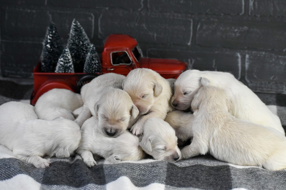 English Creams ๐ Jan 22 Image of English Creams ๐ Jan 22, a Golden Retriever puppy