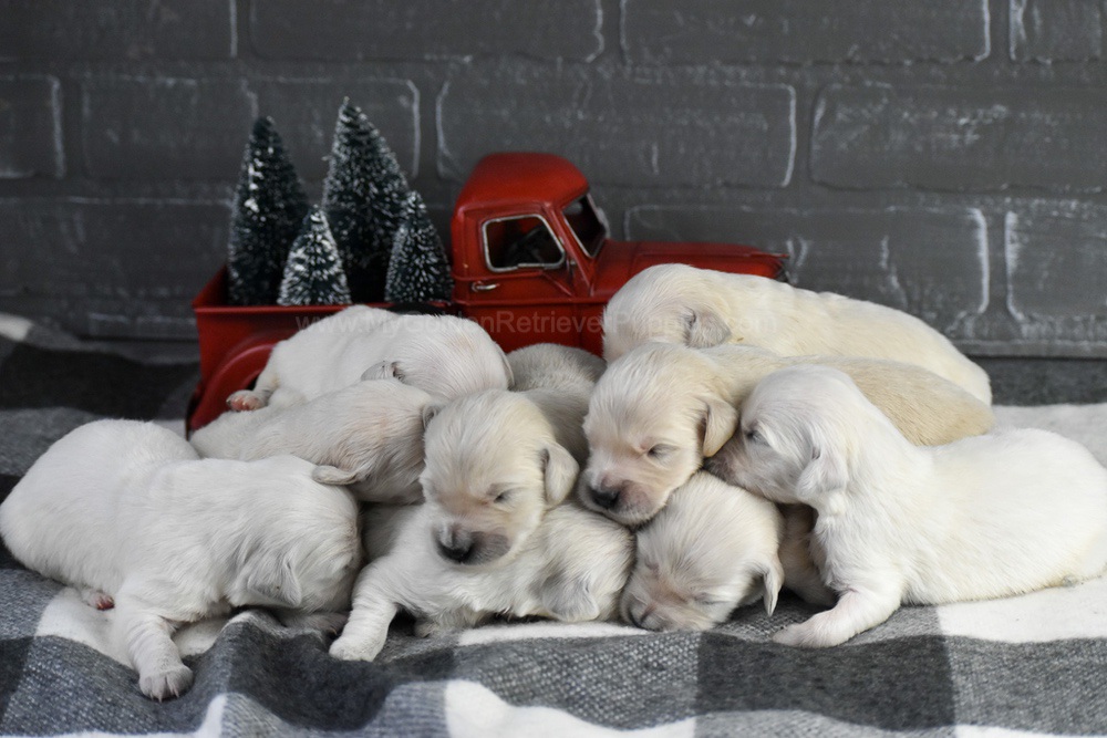 English Creams ๐ Jan 22 Image of English Creams ๐ Jan 22, a Golden Retriever puppy