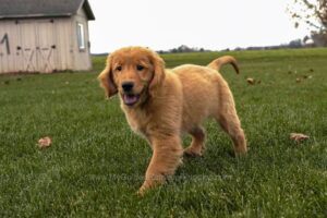 Image of Flynn, a Golden Retriever puppy