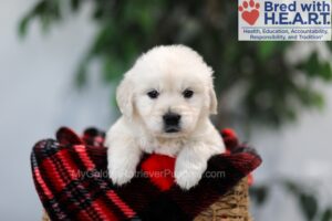 Image of Isaiah, a Golden Retriever puppy