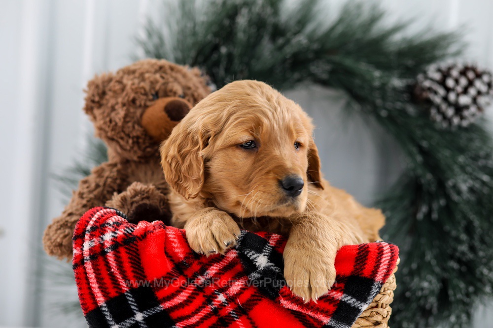 Jingle Image of Jingle, a Golden Retriever puppy