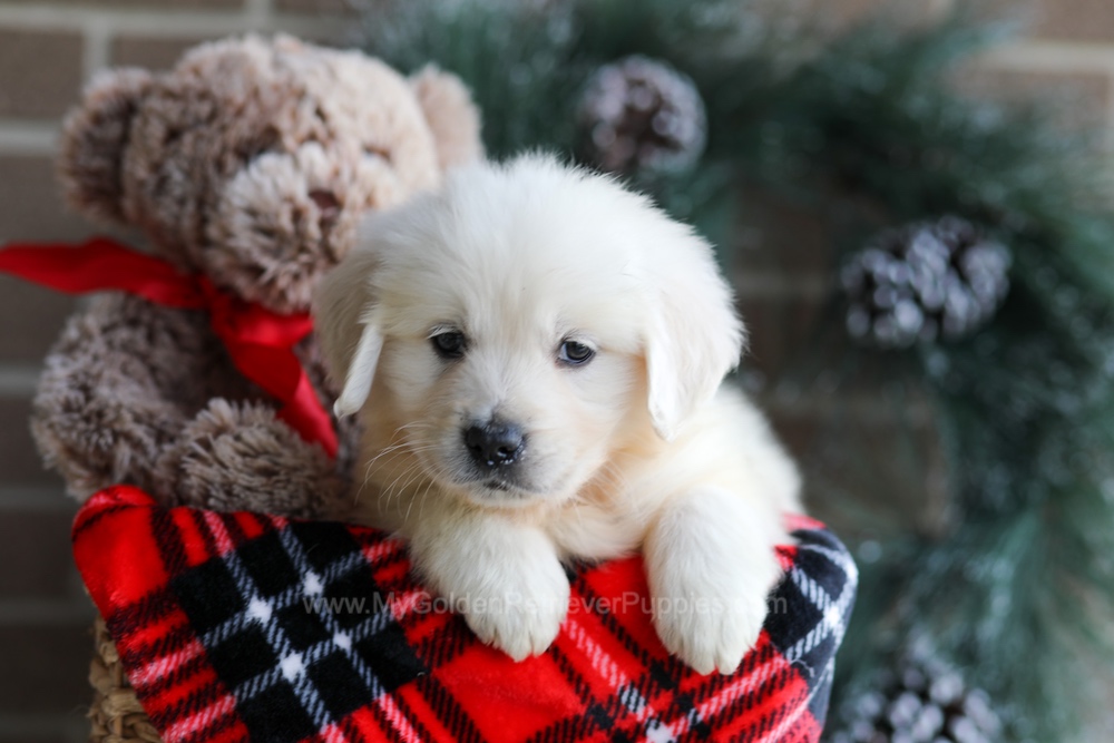 Kelsey Image of Kelsey, a Golden Retriever puppy