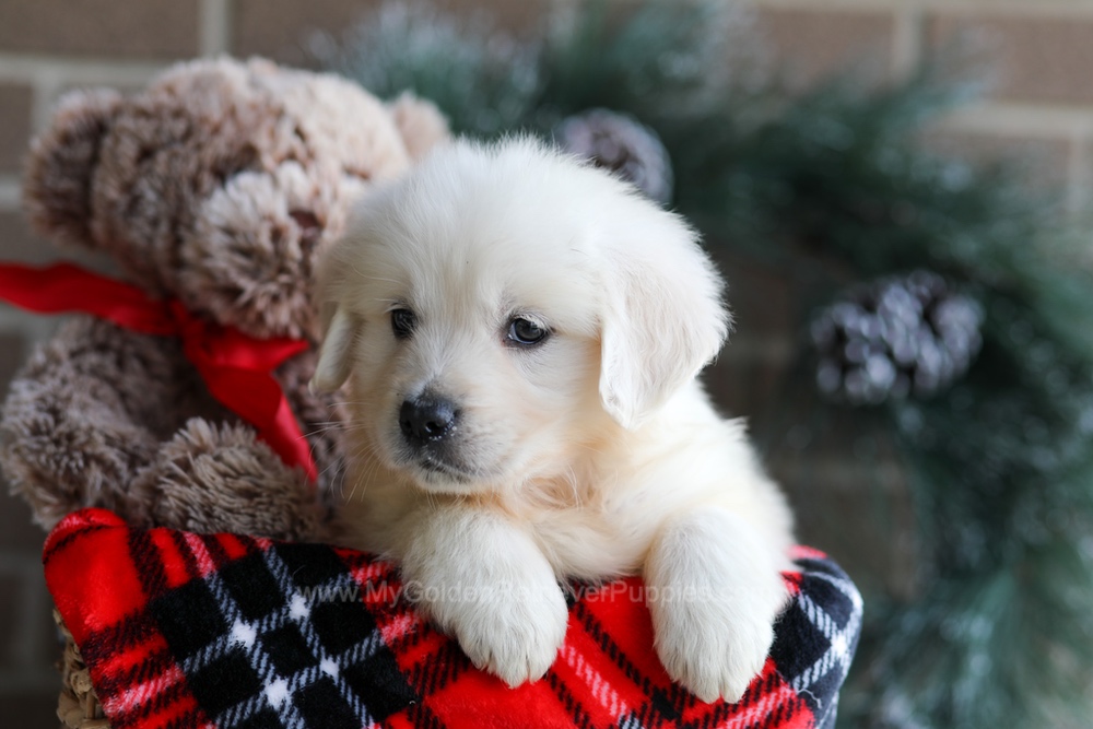 Kelsey Image of Kelsey, a Golden Retriever puppy