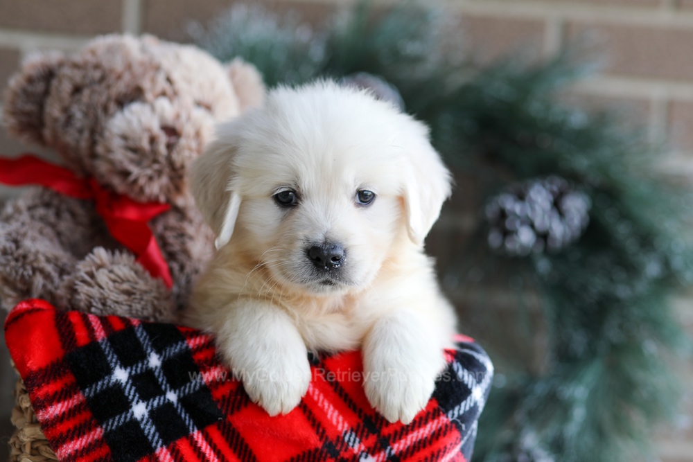Kelsey Image of Kelsey, a Golden Retriever puppy