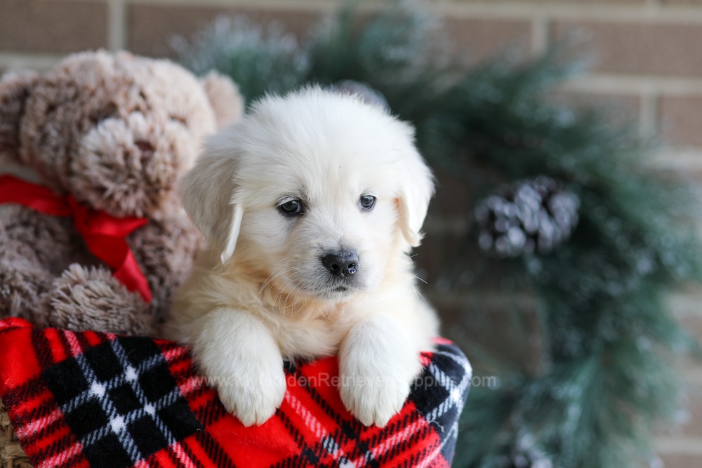 Kelsey Image of Kelsey, a Golden Retriever puppy