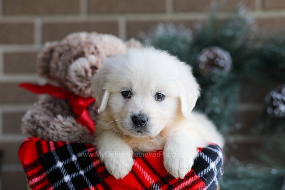 Kelsey Image of Kelsey, a Golden Retriever puppy