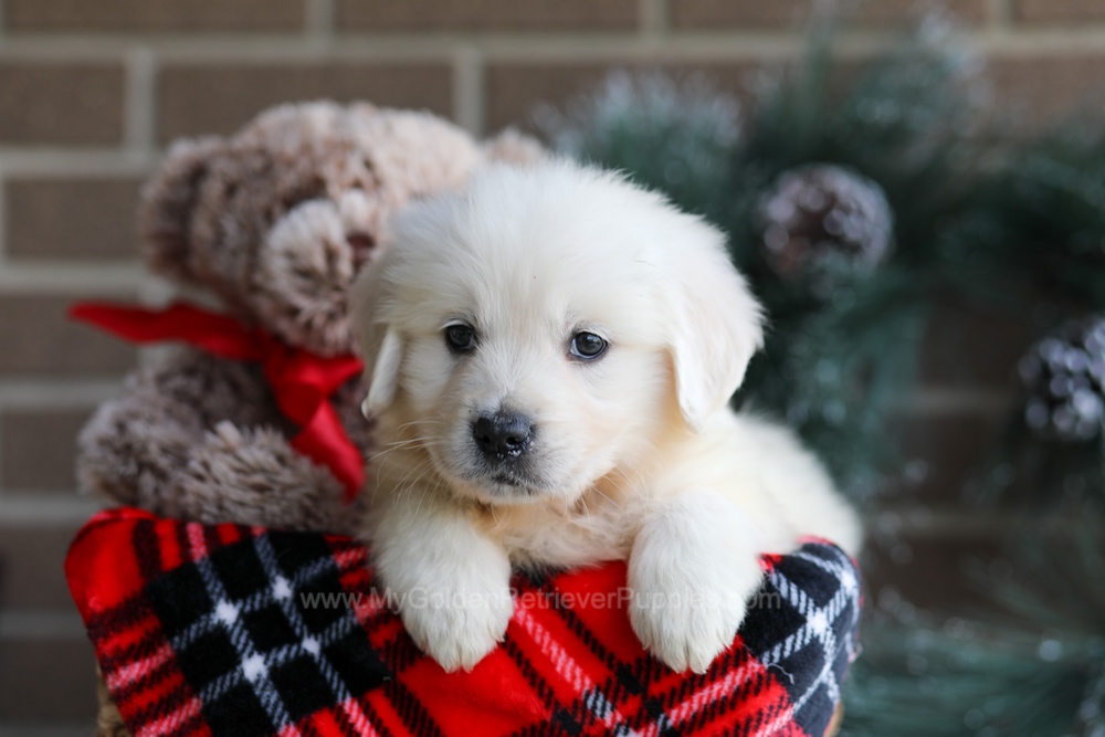 Kelsey Image of Kelsey, a Golden Retriever puppy