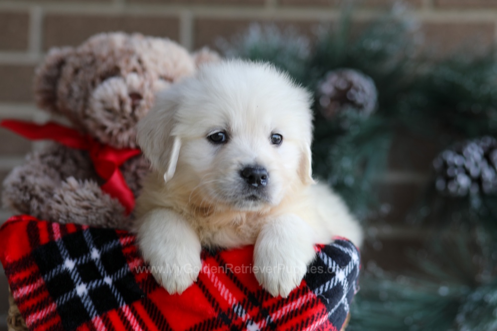 Kelsey Image of Kelsey, a Golden Retriever puppy